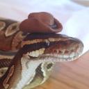 Python Open-Source Developer